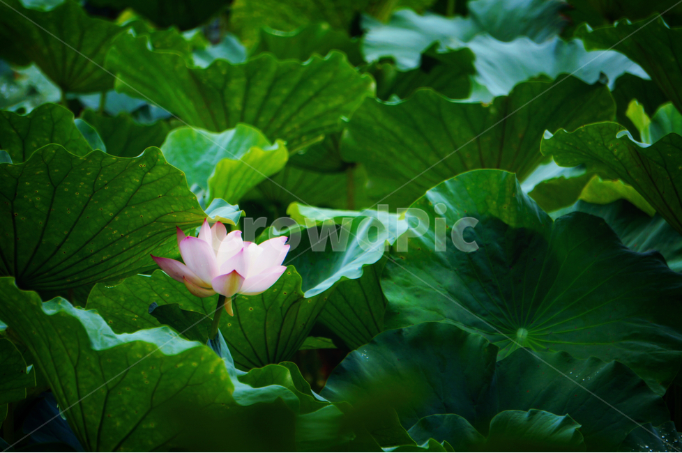 여름,연꽃,연꽃잎,아름다움,고창,식물,자연,plants,nature,꽃,flower