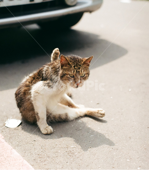 고양이,길고양이,요가고양이,고냥이,길냥이,길위,동물,animal,포유류,mammal,고양이,cat,kitten,kitty