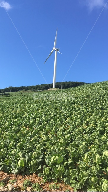 풍력발전기,고랭지,배추밭,풍차,하늘,산업,industry,industrial,에너지산업,energy industry,engine,엔진,motor,모터,machine,기계