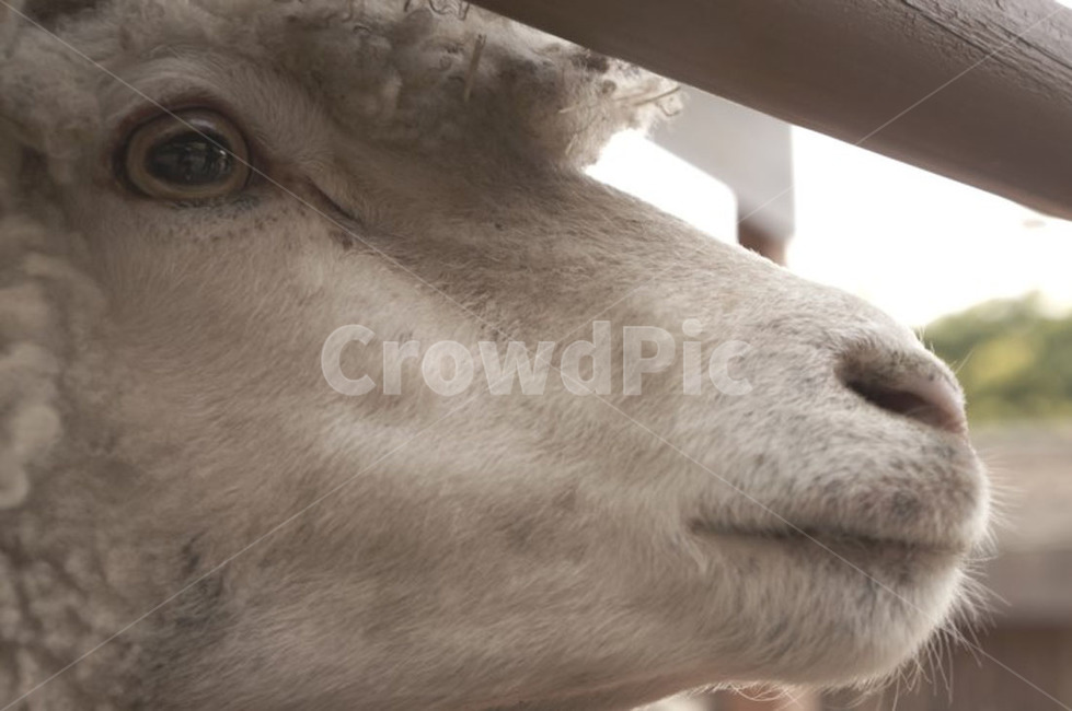양,동물,동물옆모습,옆모습,animal