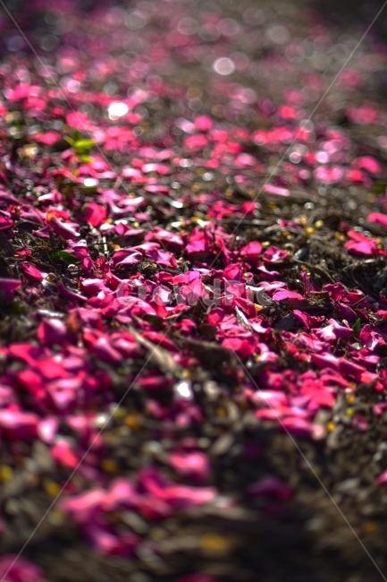 제주,위미리,동백,동백꽃,동백나무,겨울,꽃,식물,자연,plants,nature,꽃,flower,감성,sensible,feeling