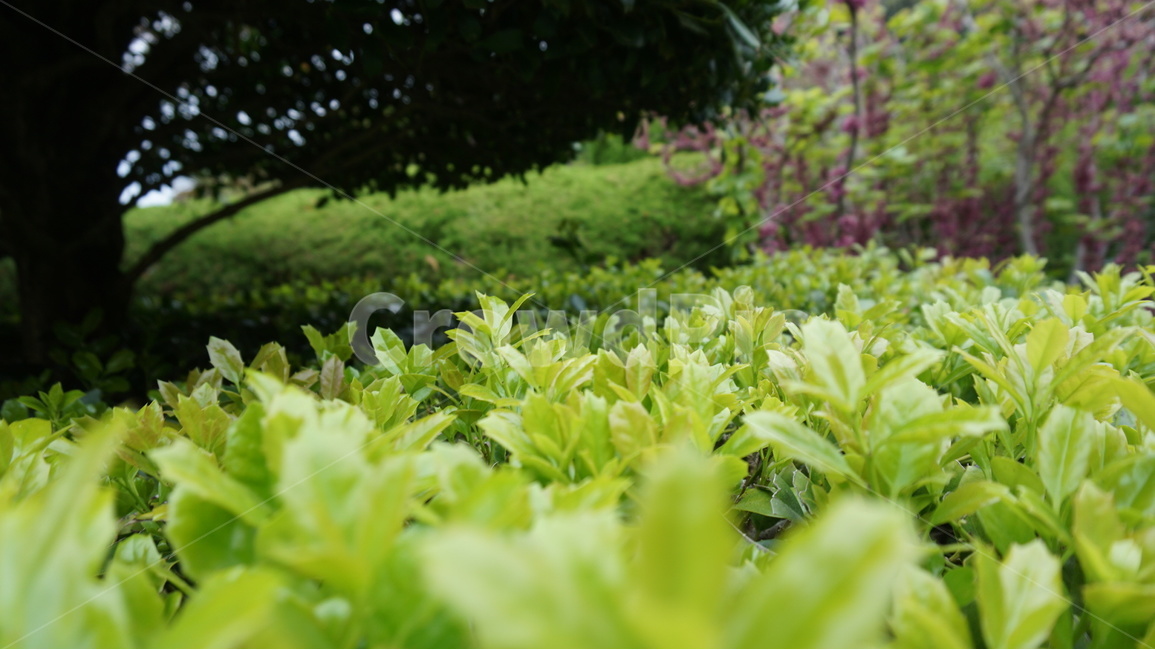 식물,나무,푸른,초록색,풀잎,잎,잎사귀,연두색,식물,자연,plants,nature