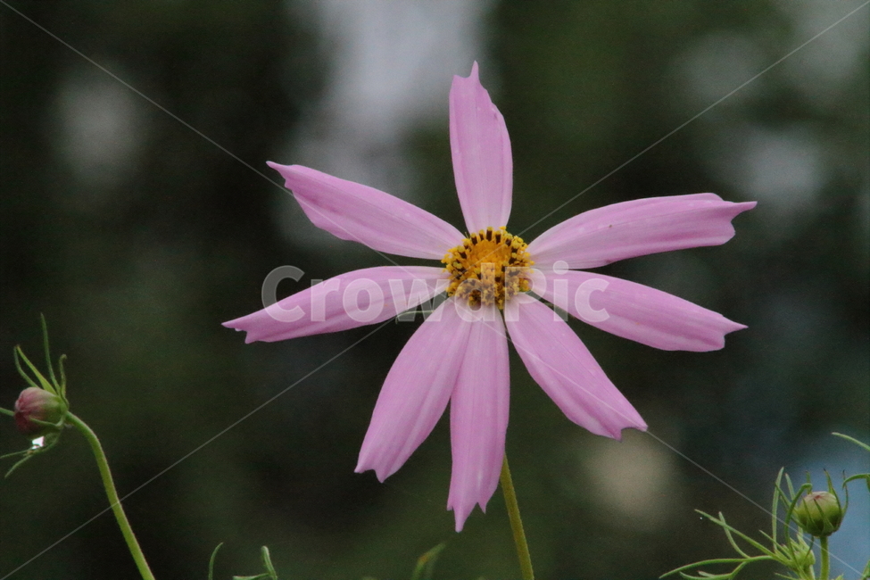 코스모스,꽃,식물,야생화,cosmos,식물,자연,plants,nature,꽃,flower