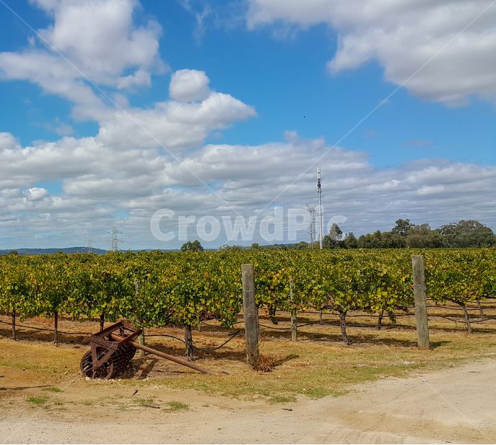 와이너리,포도밭,winery,와인,wine,포도농장,포도,숙성,발효,술,과일,농장,하늘,자연,구름,sky,grape,farm,landscape,자연,풍경,nature,landscape,식물,plants,과일,열매,fruit,outdoors,옥외,rural,농촌,vineyard,포도원