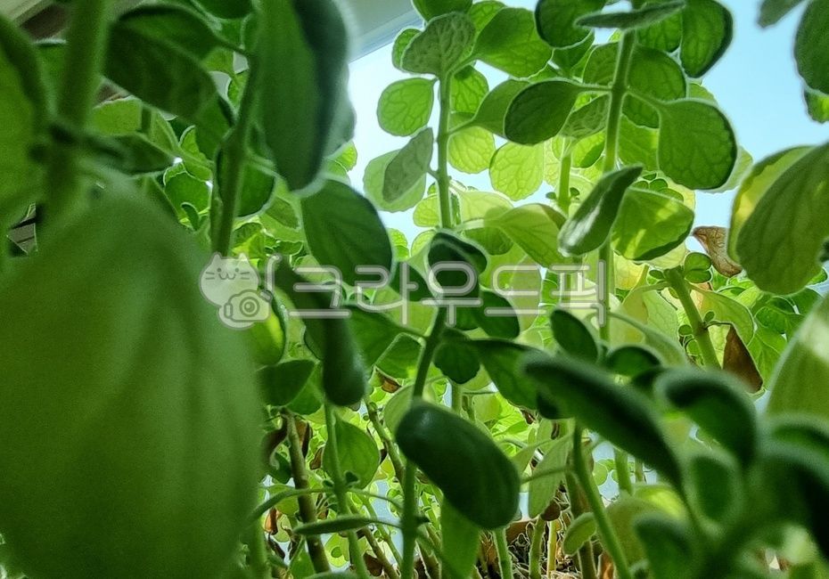 plant, 식물, green, 초록, 풀, 사진,이미지,일러스트,캘리그라피 - 감성사진zone작가