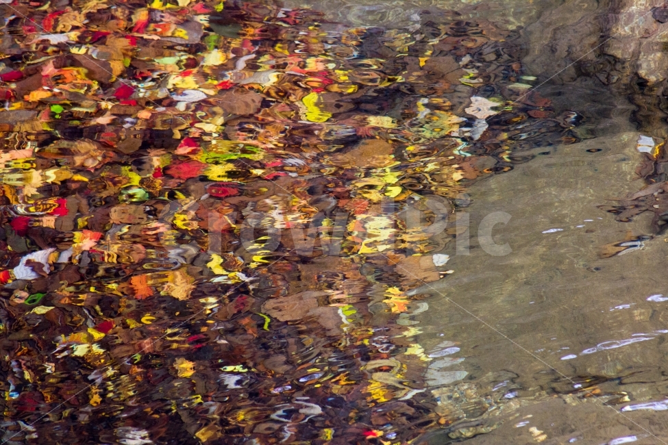 가을,아름다운,유채화,자연,단풍잎,단풍,색깔,화려한,흐름,그림,autumn,color,colorful,water,leaf,flow,oilpaining,snap,스냅,nature,가을,계절,fall,autumn,season,plant,식물,잎,물,outdoors,옥외