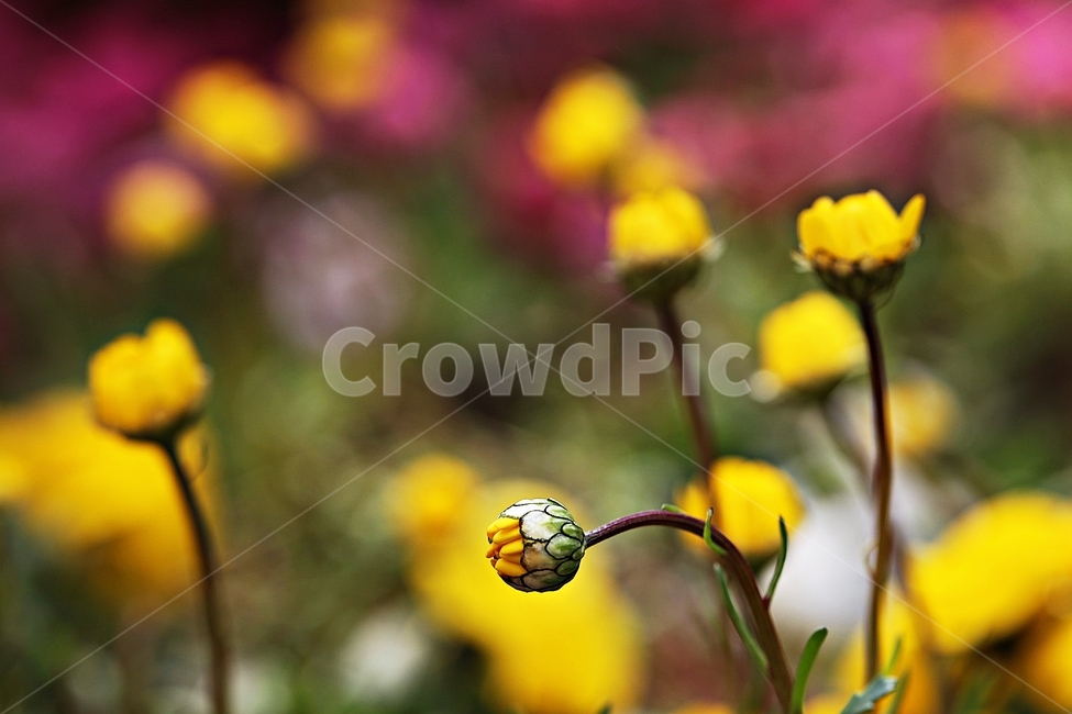 꽃,봄꽃,인천대공원,계절,자연,식물,자연,풍경,nature,landscape,식물,plants,꽃,flower