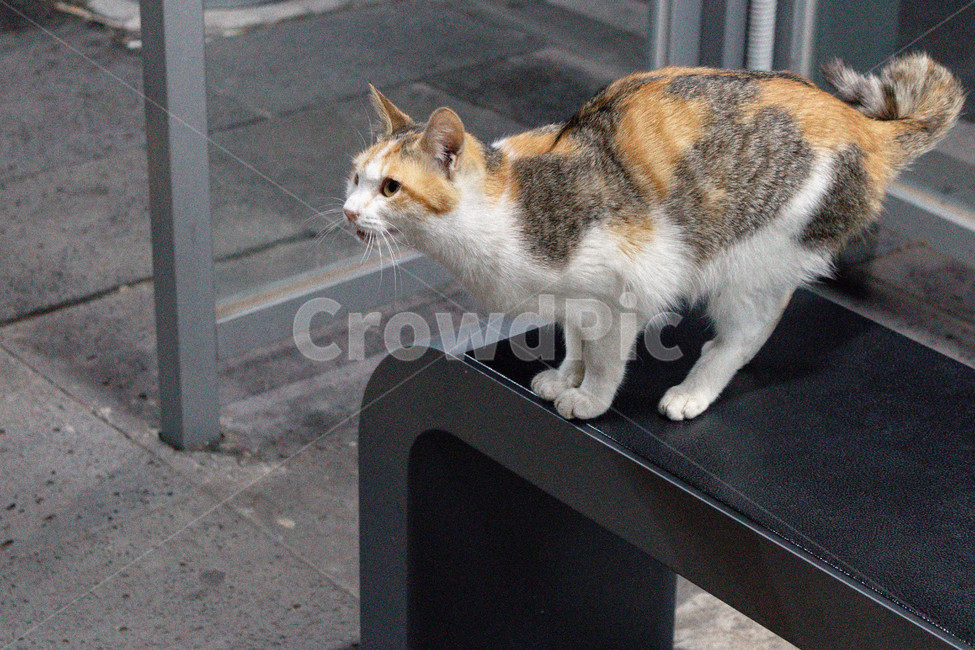 고양이,야옹이,자세,포즈,동물,동물,animal,포유류,mammal,고양이,cat,kitten,kitty