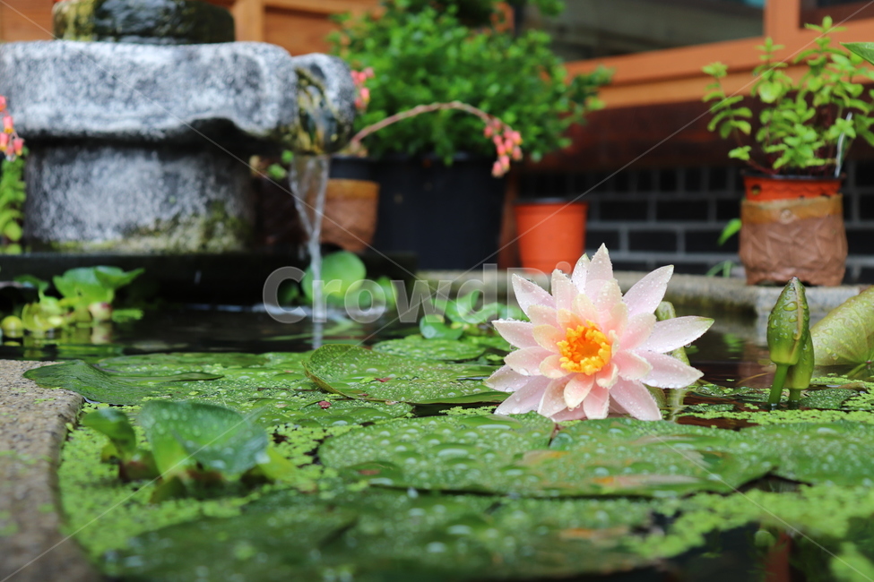 꽃,연꽃,봄,석가모니,식물,수련,분홍꽃,연잎,개구리밥,연못,인공연못,spring,nature,landscape,color,plants,식물,자연,plants,nature,꽃,flower
