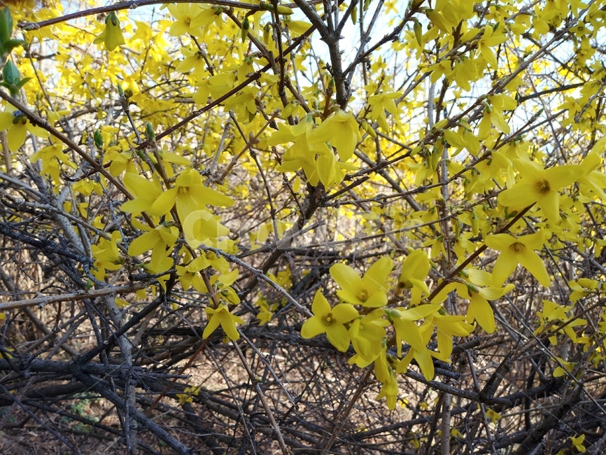 plant,식물,leaf,잎,tree,나무,개나리