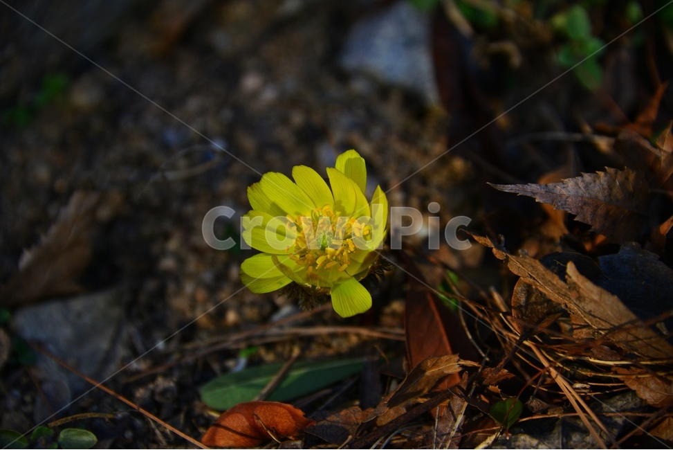 plant,식물,야생화,복수초,봄꽃,봄,계절,노랑꽃,꽃,식물,자연,plants,nature,꽃,flower