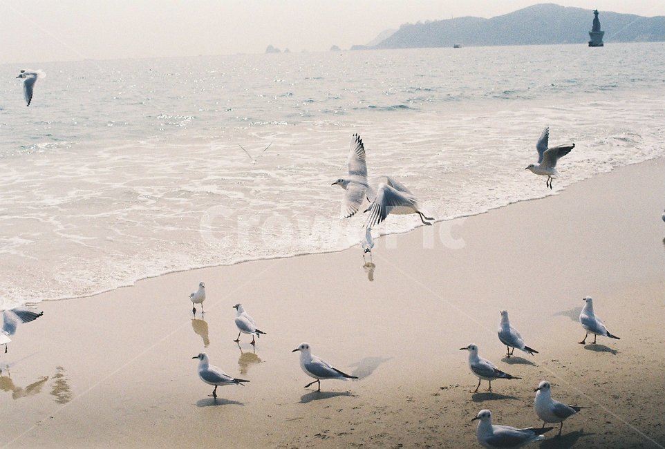 해운대,바다,해변,갈매기,새,물,바다사장,bird,sea,water,해변,바다,beach,sea,동물,animal,조류,새,birds,감성,sensible,feeling