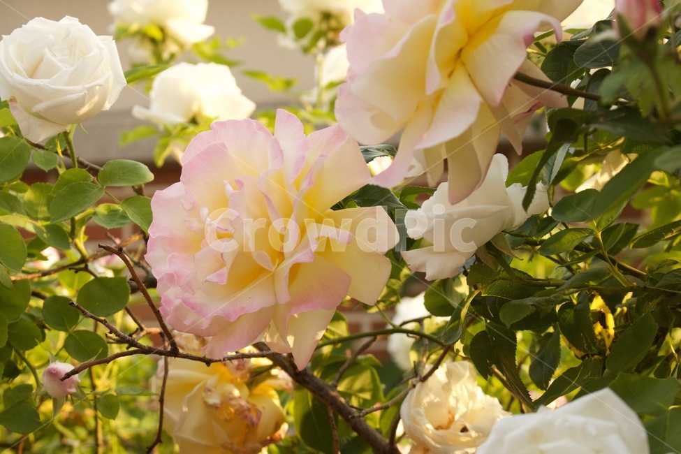 식물,꽃,장미,겹장미,정원,봄,봄,계절,spring,season,식물,자연,plants,nature,꽃,flower,plant,blossom,rose