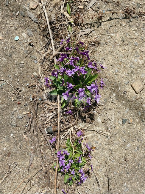 ground,바닥,plant,식물,flower,꽃,보라색,식물,자연,plants,nature,꽃,flower