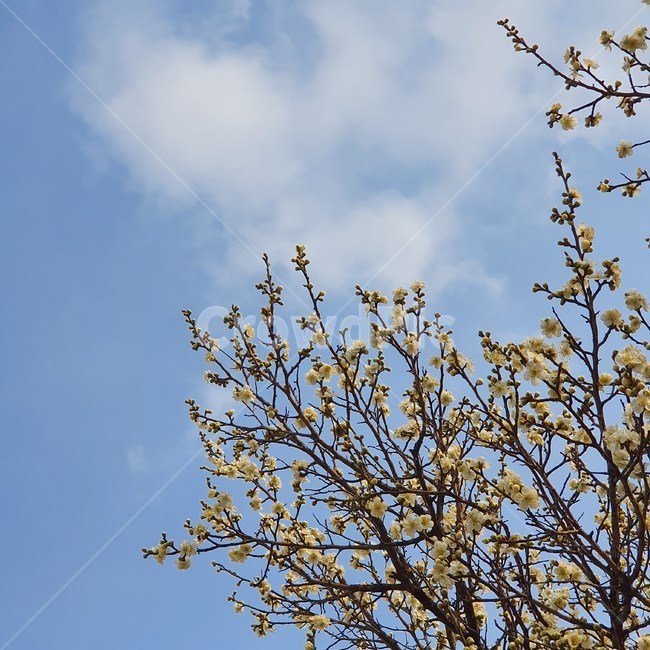 봄,하늘,벚꽃,구름,청량함,봄,계절,spring,season