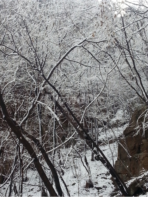눈,눈꽃,설경,서리,얼음,겨울,계절,winter,season,자연,풍경,nature,landscape