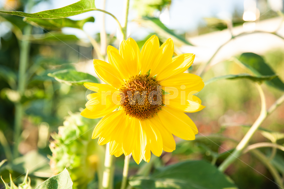 해바라기,꽃,sunflower,flower,yellow,노란색,배경화면