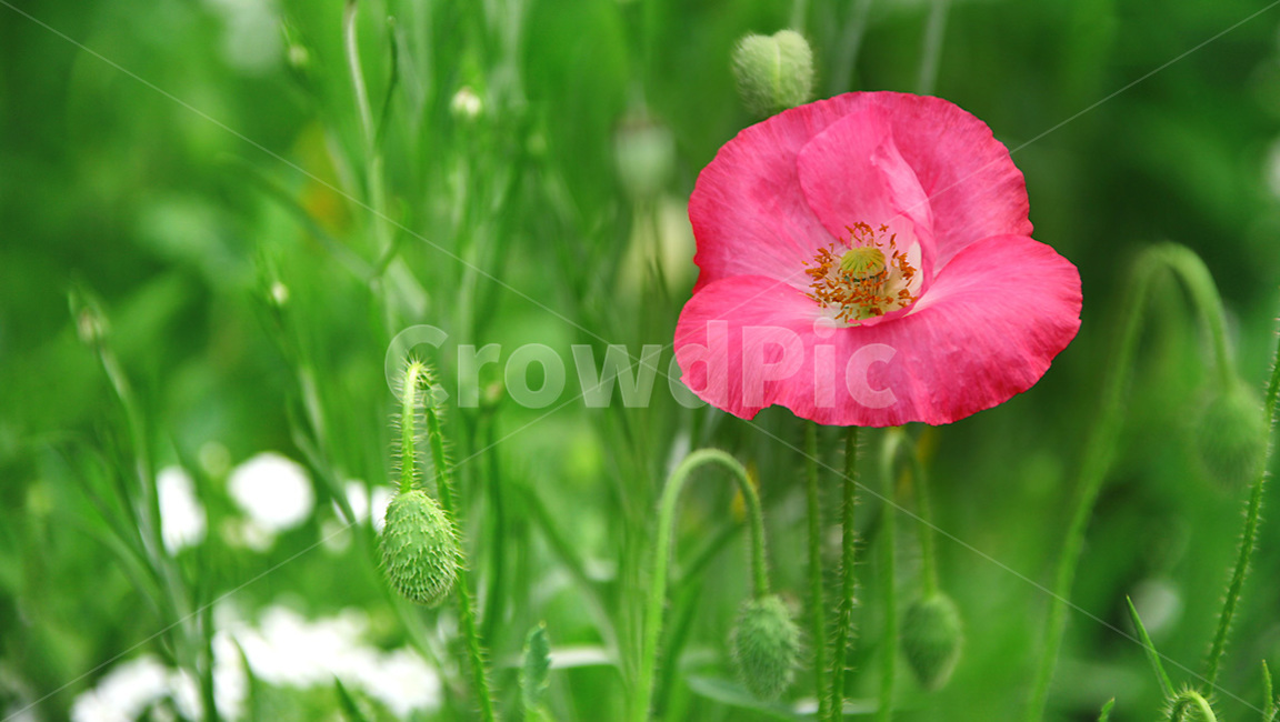 plant,식물,꽃,flower,양귀비,식물,자연,plants,nature,꽃,flower