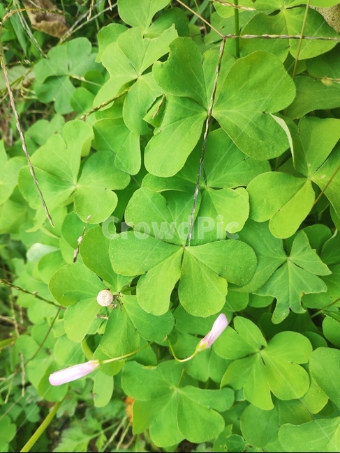 네잎클로버,봄,봄꽃,초록,꽃,flower,plant,식물,leaf,잎,식물,자연,plants,nature,꽃,flower