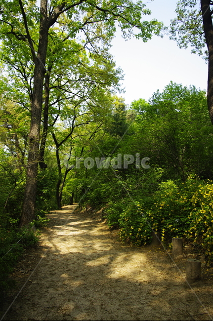 자연,nature,숲,나무,식물,plant,봄,spring,초록,잎,길,자연,풍경,nature,landscape,path,통로,tree