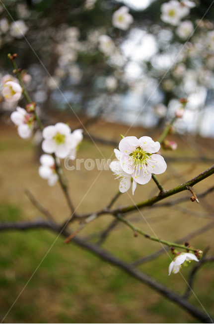 식물,plant,자연,nature,꽃,flower,매화,봄,spring,계절,식물,자연,plants,nature,꽃,flower