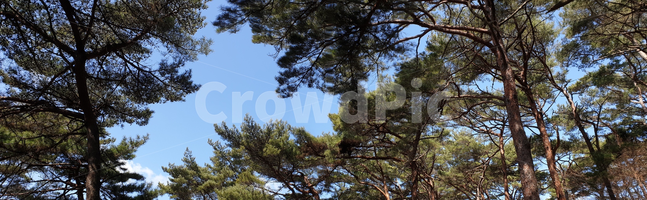 안면도,자연휴양림,소나무,숲,파노라마,풍경,자연,풍경,nature,landscape,나무,trees,wood,tree,plant,식물