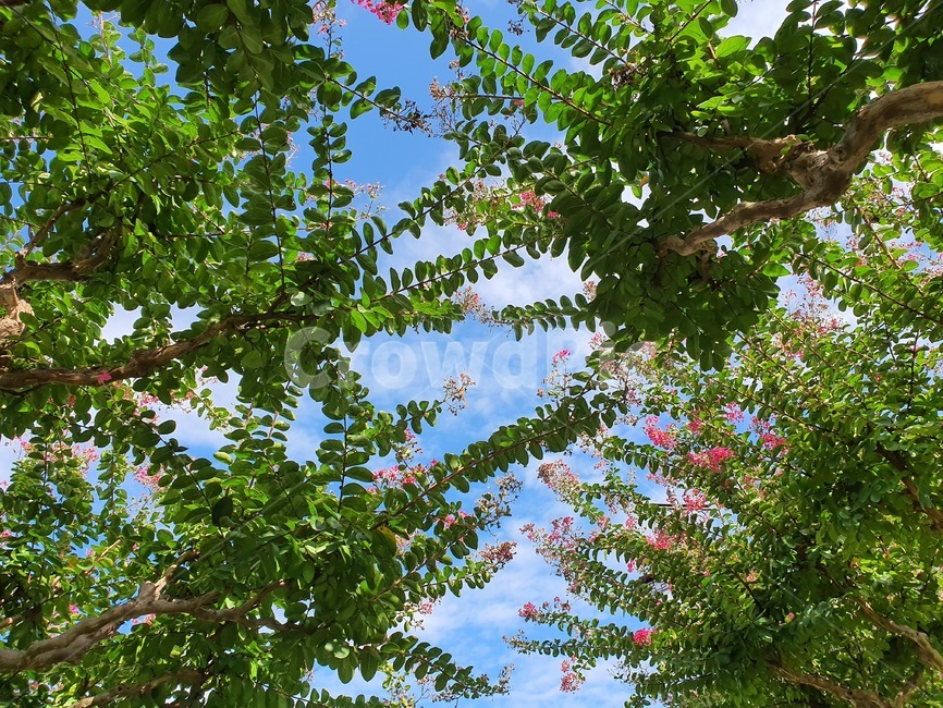 가을,꽃,하늘,나무,픙경,sky,tree,fall,경주,숲,한국,이국적인,식물,자연,plants,nature