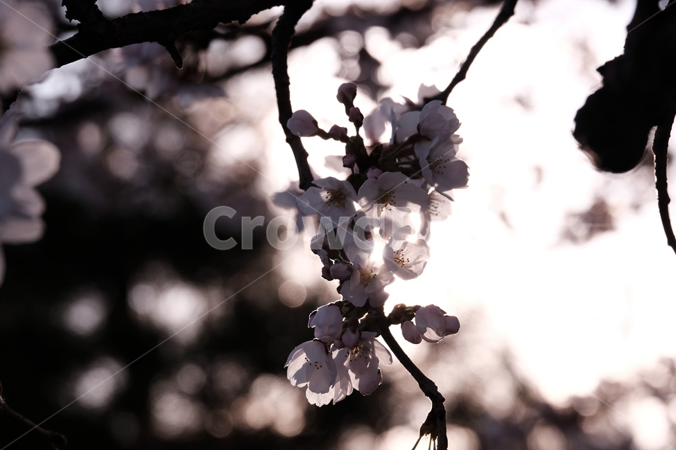 벚꽃,봄꽃,cherryblossom,flower,spring,봄하늘,하늘,봄,계절,spring,season,식물,자연,plants,nature,꽃,flower,plant