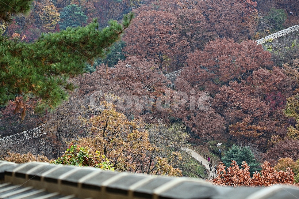 남한산성,성,성곽,단풍,낙엽,길,둘레길,숲,숲길,담,돌담,가을,자연,풍경,벽,울긋불긋,산성,식물,가을,계절,fall,autumn,season