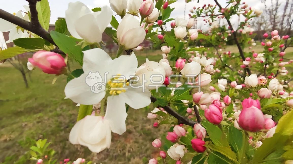 꽃사과,꽃사과나무,사과꽃,malusprunifolia,벚잎꽃사과,돌사과,plant,식물,blossom,flower,꽃,petal,꽃잎