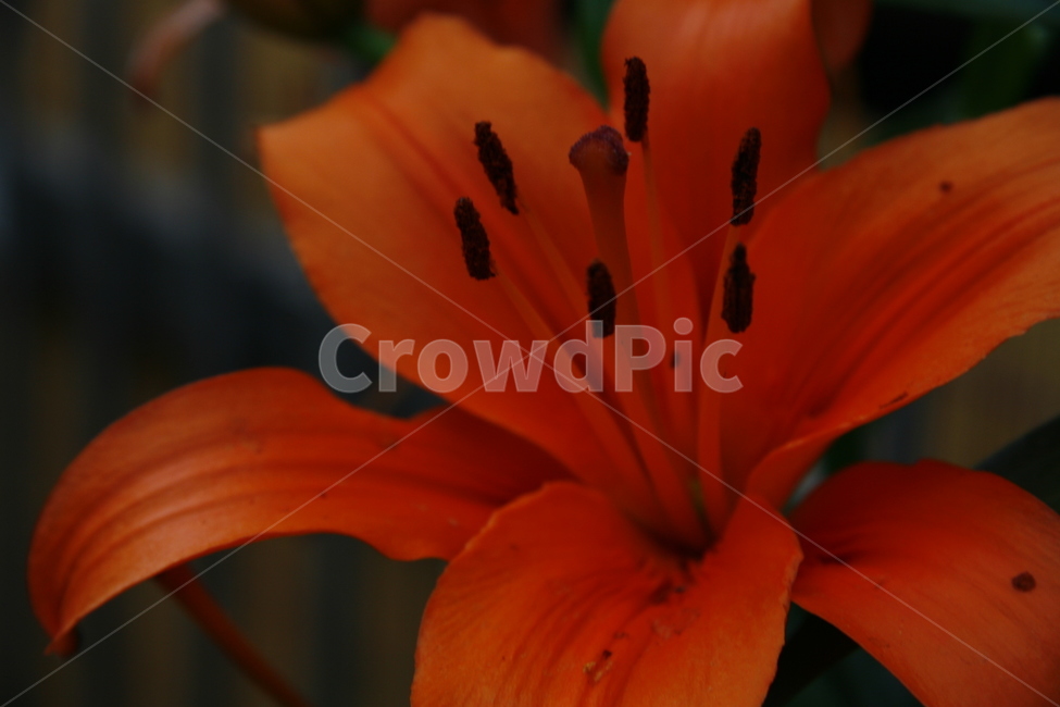 plant,식물,lily,백합,flower,blossom,꽃,식물,자연,plants,nature,꽃,flower