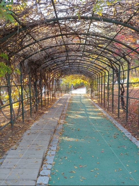 가을,공원,낙엽,단풍,계단,가을,계절,fall,autumn,season,자연,풍경,nature,landscape,porch,현관,patio,안마당,pergola,페르 골라