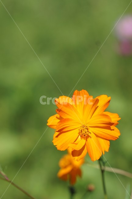 코스모스,노란코스모스,가을,꽃,자연,식물,cosmos,nature,fiower,green,pink,가을,계절,fall,autumn,season,식물,자연,plants,nature,꽃,flower,plant