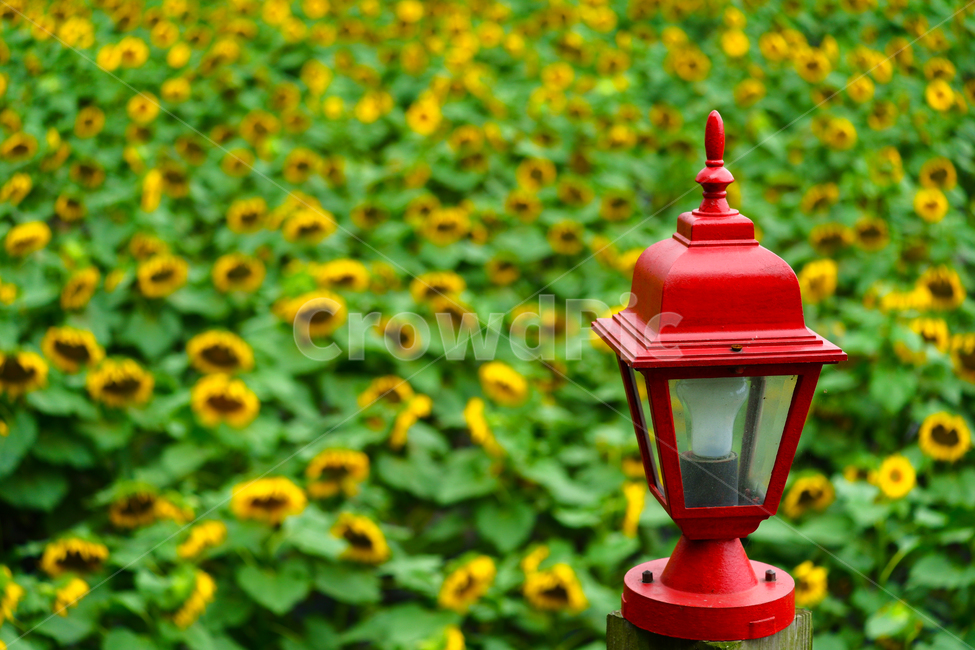 등,램프,해바라기,앤틱,레트로,대비,그린,녹색,래드,빨강,식물,자연,plants,nature,꽃,flower