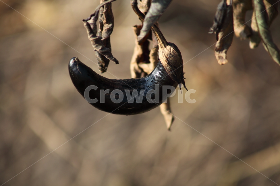 가지,채소,식재료,식물,eggplant,식물,자연,plants,nature,채소,야채,vegetables