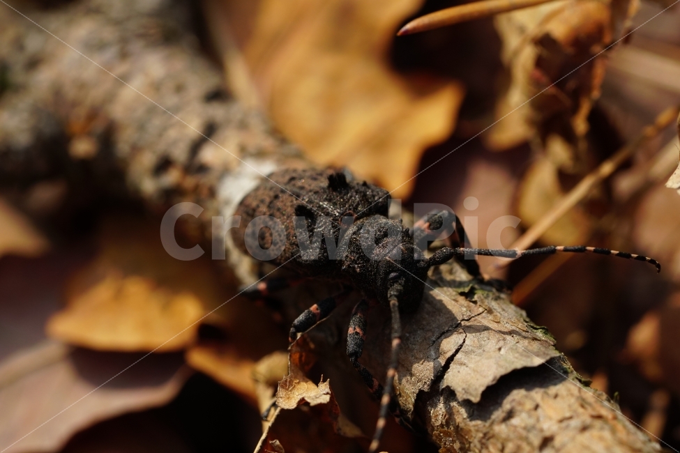 털두꺼비하늘소,곤충,자연,산,나무,식물,낙엽,이파리,벌레,insect,nature,동물,animal,macro,접사,closeup,클로즈업,산속,숲속,산림,삼림,환경,plants,생명,풍경,landscape,snap,스냅,나뭇가지,동물,animal,곤충,벌레,insect,bug