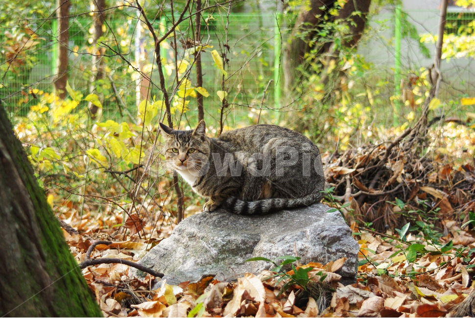 고양이,길고양이,길냥이,cat,kitty,야옹이,코숏,야생고양이,감성,동물,animal,포유류,mammal,고양이,cat,kitten,kitty