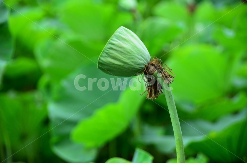 연자방,수생식물,수련과,청결,신성,여러해살이풀,식물,자연,plants,nature,꽃,flower