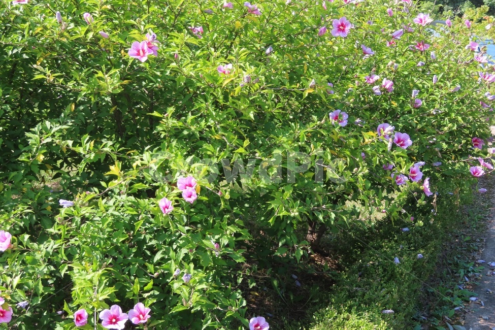 무궁화,plant,식물,꽃,flower,식물,자연,plants,nature,꽃,flower
