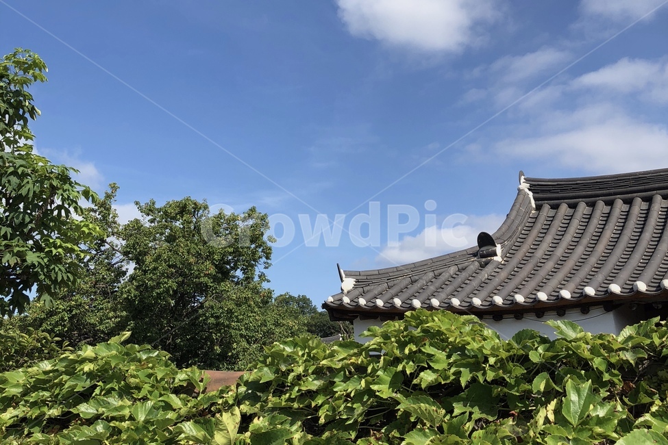 한국적,기와,전통,한옥,여름풍경,여름,시골,한국전통,한국문화,korean traditional,korean culture,건축물,건물외관,exterior,building,structure,architecture,construction