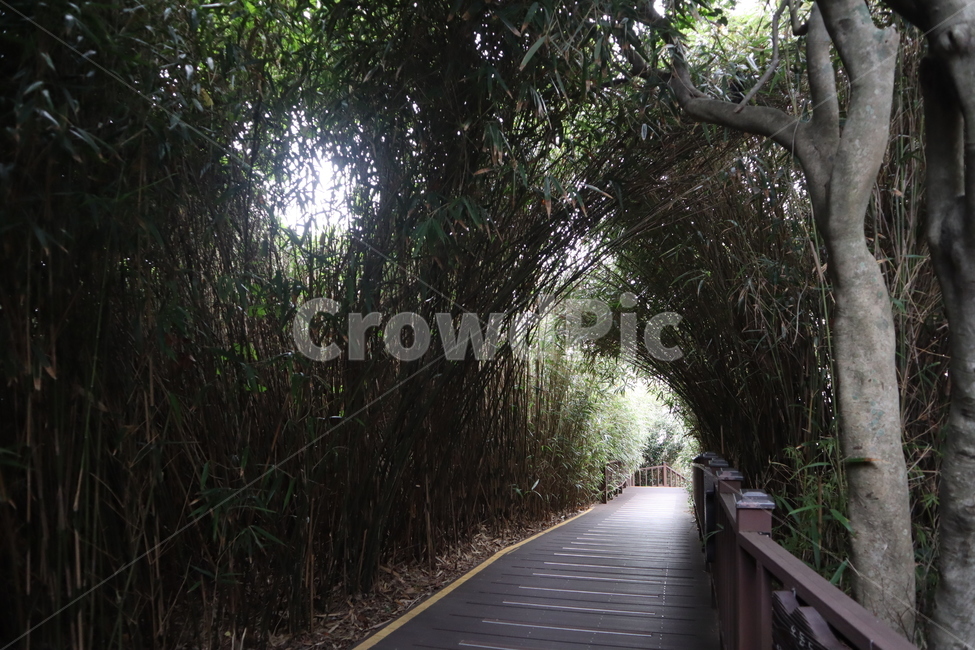 길,자연,풍경,나무,빛,나무,trees,wood