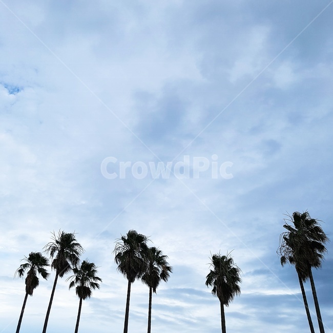 여름,나무,야자수,summer,tree