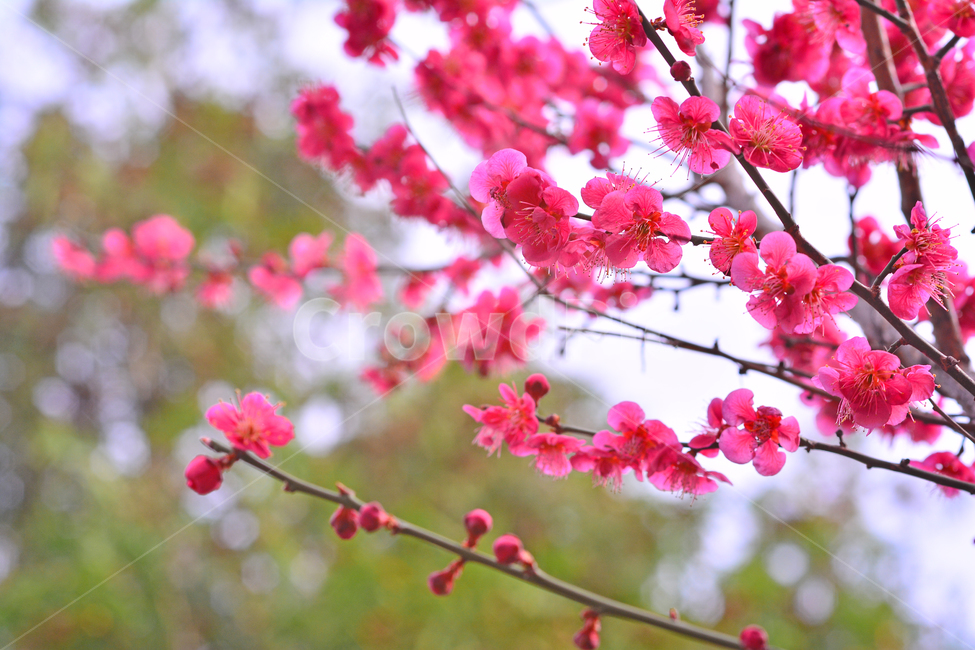 홍매화,매화꽃,나무꽃,봄꽃,계절,시즌,야외,옥외,식물,꽃,아름다운,plant,blossom,flower,season,outdoor,spring,식물,자연,plants,nature,꽃,flower