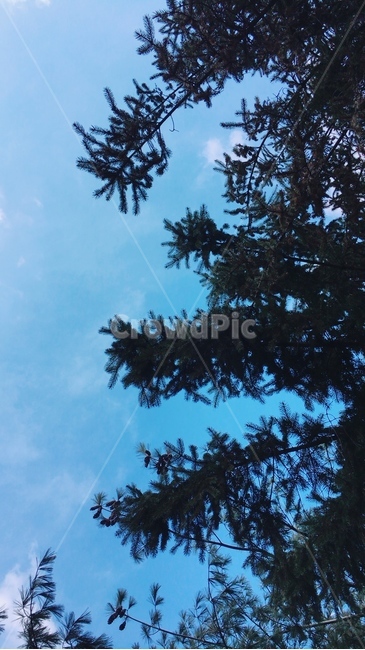 나무,하늘,소나무,구름,sky