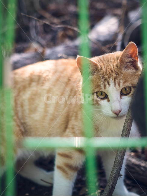 고양이,길양이,산책,cat,동물,동물,animal,포유류,mammal,고양이,cat,kitten,kitty