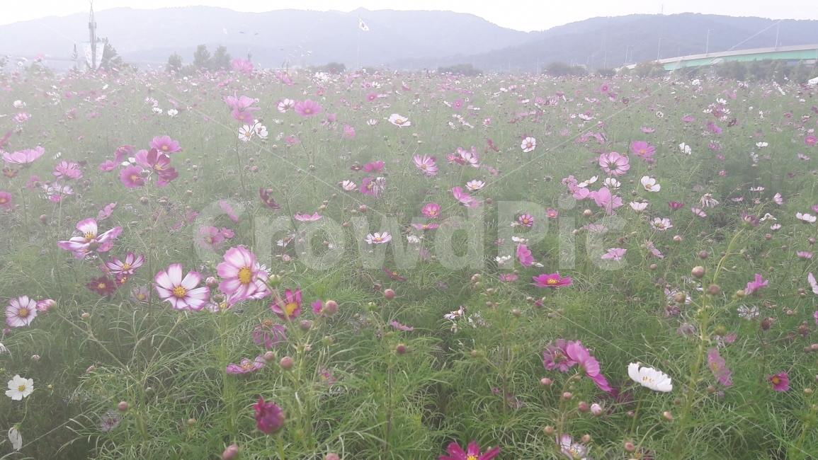 꽃,코스모스,바람,초록,알록달록,가을,계절,fall,autumn,season,식물,자연,plants,nature,꽃,flower,outdoors,옥외,grassland,목초지,field,들