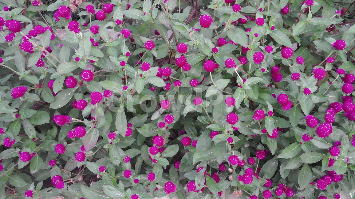 plant,식물,flower,꽃,제라늄,식물,자연,plants,nature,꽃,flower