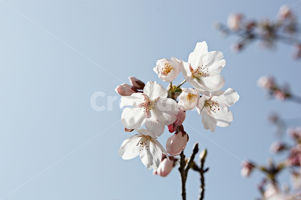 벗꽃,벗나무,꽃,벗꽃잎,꽃잎,봄꽃,봄,식물,자연,공원,식물,자연,plants,nature,꽃,flower