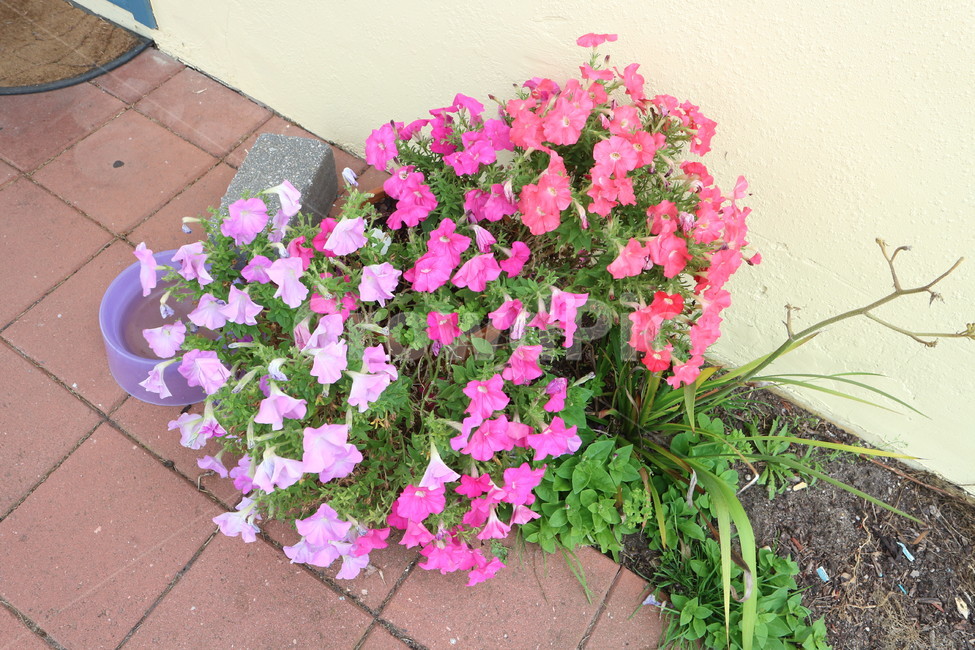 꽃,자연,핑크색,프린스타운,화단,호주,flower,pink,nature,식물,자연,plants,nature,꽃,flower