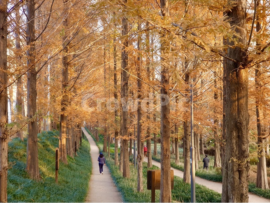 나무,식물,사람,산책,메타세콰이어,tree,plant,가을,fall,단풍,maple